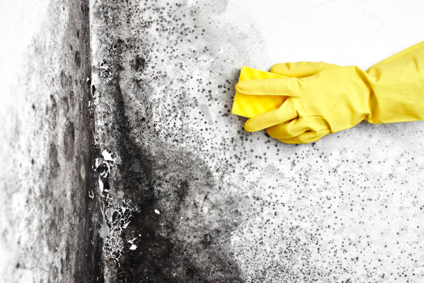 Best Mold Removal Near Me  in Weweantic, MA