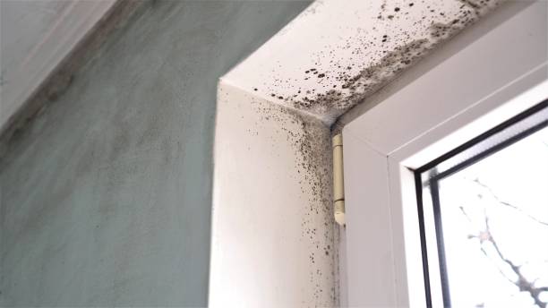 Best Mold Remediation  in Weweantic, MA