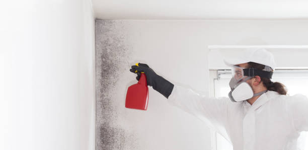 Best Toxic Mold Removal  in Weweantic, MA