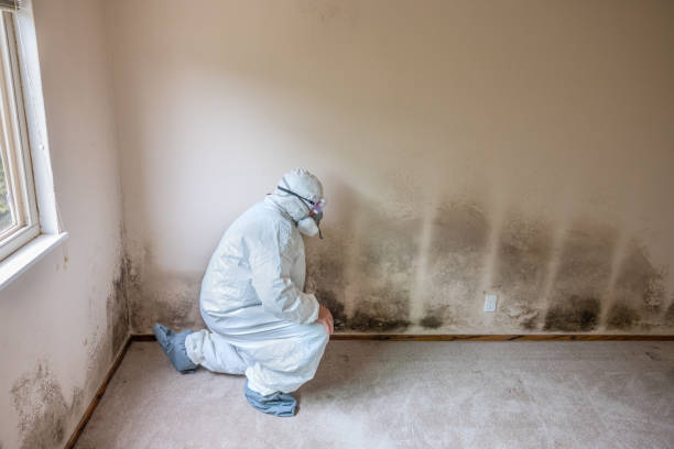 Best Same-Day Mold Removal  in Weweantic, MA